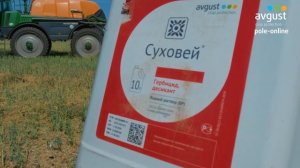 Десикация посевов рапса от вредителей №4 Pole-Online 2023 #защитарастений #защитаотсорняков