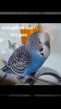 Кто не пьёт чай тот цмо