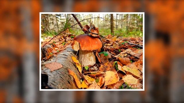 Осень. (Зарисовка). смотреть онлайн