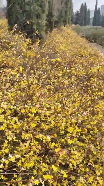 В парке Победы в Севастополе цветет Жасмин голоцветковый