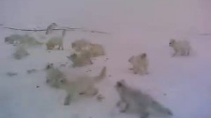 Сабетта
