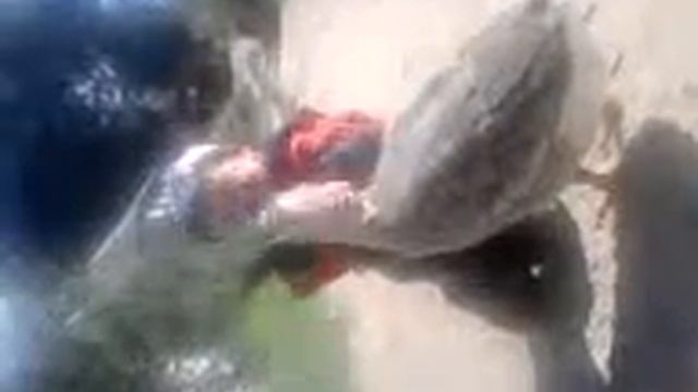 самый дружелюбный гусь смотреть онлайн