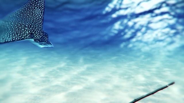 Почему скаты в океане ненавидят крабов смотреть онлайн