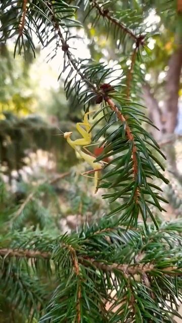 БОГОМОЛ. Гости на песеке.#богомол #природа #деревня #пчеловодство #хобби #лето смотреть онлайн