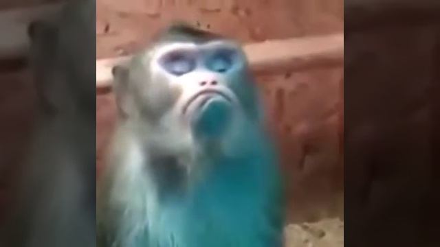 Обидана смотреть онлайн