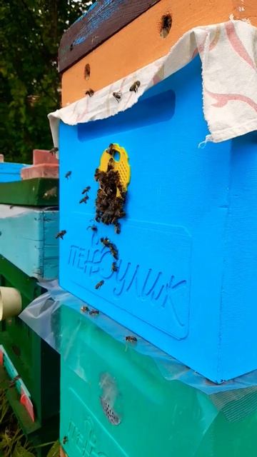 ❗️РОЙ РАБОТАЕТ13.05.2024 #пасека #bee #пчелы #пчеловодство #хобби #рой смотреть онлайн