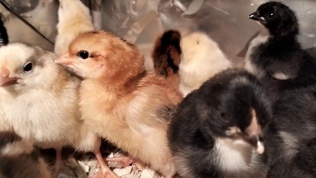 суточные цыплята видео смотреть онлайн