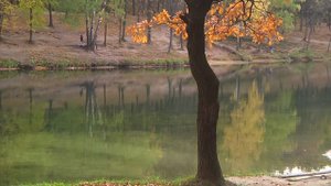AutumnNuances.