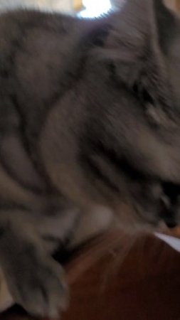 Нюська весну намывает 😼