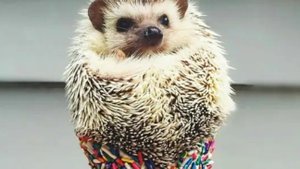 я против ильи