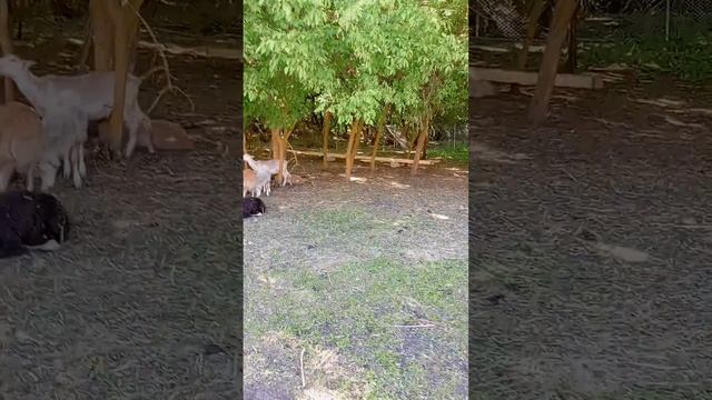 электропастух исправил овец. смотреть онлайн