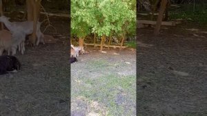 электропастух исправил овец.