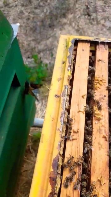 МЕРТВАЯ ГОЛОВА В ГОСТЯХ У ПЧЁЛ #пчеловодство #bee #пчелосемьи #beekeeping #пчелы смотреть онлайн