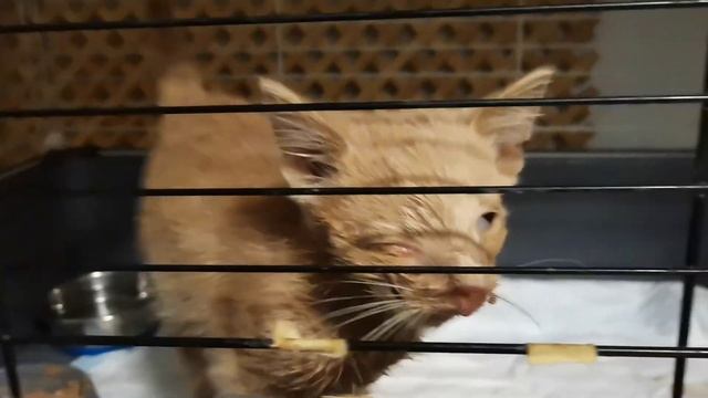 Срочно Сбор на Операцию котёнку Васе. 4276 1609 7172 6055 Сбер.