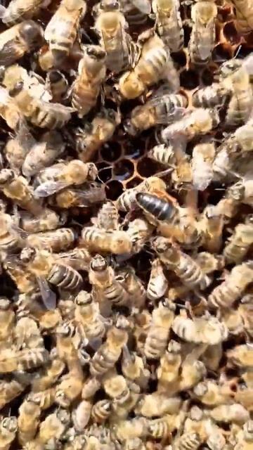 ПЕСНЯ МАТКИ#матка #пчеловодство #пчелы #bee #пасека смотреть онлайн