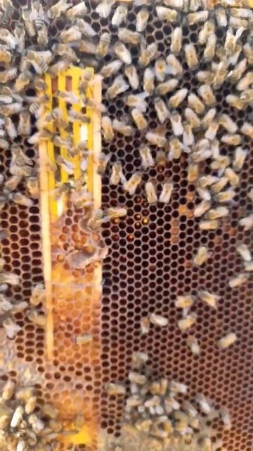 РАСПЛОД В ИЗОЛЯТОРЕ МИЛЕНИНА #bee #пчеловодство #пчелы #пасека смотреть онлайн