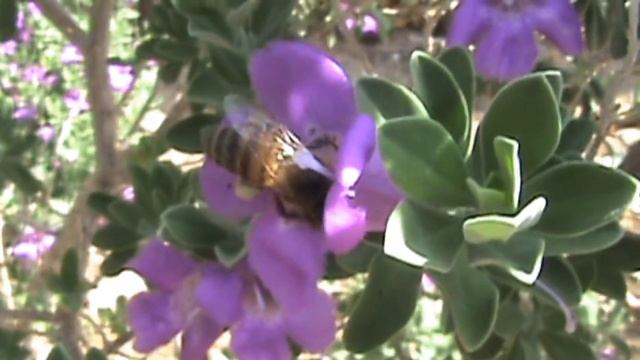 BEES смотреть онлайн