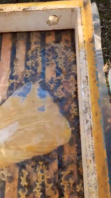 ПЧЁЛЫ СТАРТАНУЛИ 31.01.2025 #bee #пасека #пчеловодство #пчелы смотреть онлайн