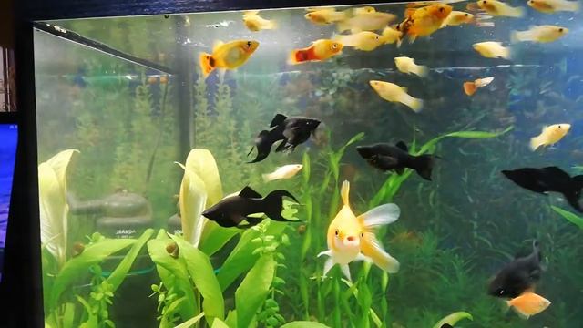 Прополка в аквариуме 140л. 25 сентября 2022г. смотреть онлайн