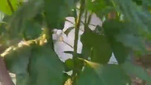 kalsium untuk tanaman cabe смотреть онлайн