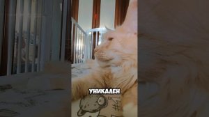 День кошек