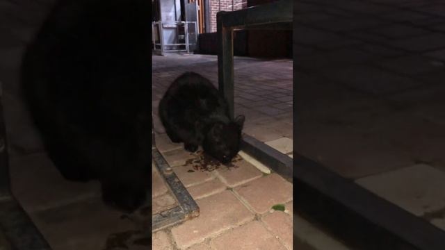 НАШЕЛ КОШКУ НА УЛИЦЕ -ПОКОРМИЛ КОШКУ #милые #любовькживотным #cat