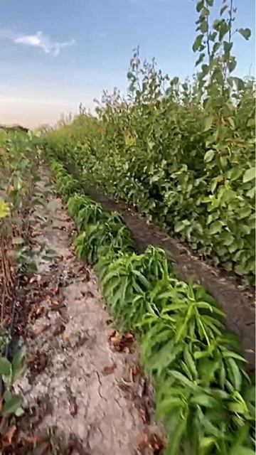 Колоновидные перски с доставкой по России | City Gardens