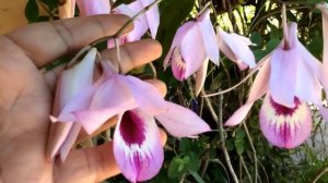 Dendrobium maccarthiae ( Vesak orchid )