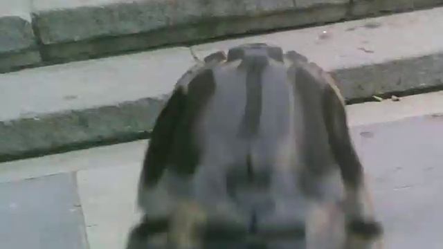 плотина пролетка AVI смотреть онлайн