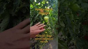 Pink Parallel F1 (Пинк Параллель F1) Самый вкусный томат для вашего дома!