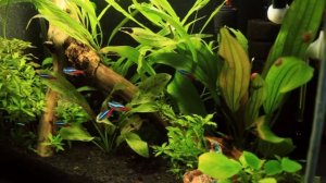 Жизнь в аквариуме. Аквариум на 35 литров, месяц спустя