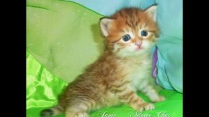 Chaton Sibérien Adoree Chat 2015 http://siberienchat.fr/