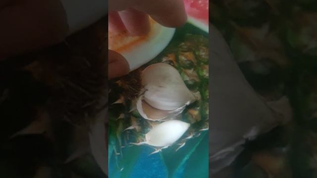 🇺🇦часник ярий Сочинський,легкість і смак!урожай 2022р.стан на 1липня2023💛💙 смотреть онлайн