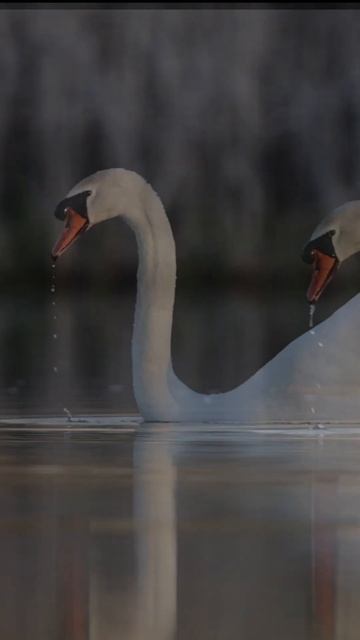 headless Mute Swan - #shorts #Swans #wildlifephotography смотреть онлайн