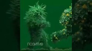 Они идут к Вам