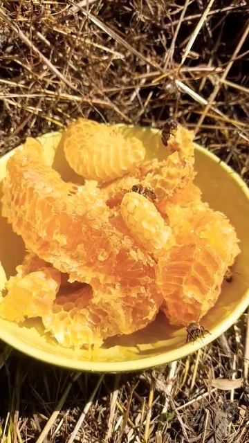 СОТОВЫЙ МЁД. ЛЕТО КОНЧАЕТСЯ#пчеловодство #bee #honey #мёд #хобби смотреть онлайн