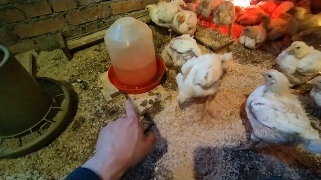 Цыплята бройлеры 14 -21 день. Часть-2.  Выращивание цыплят бройлеров в простых домашних  условиях.