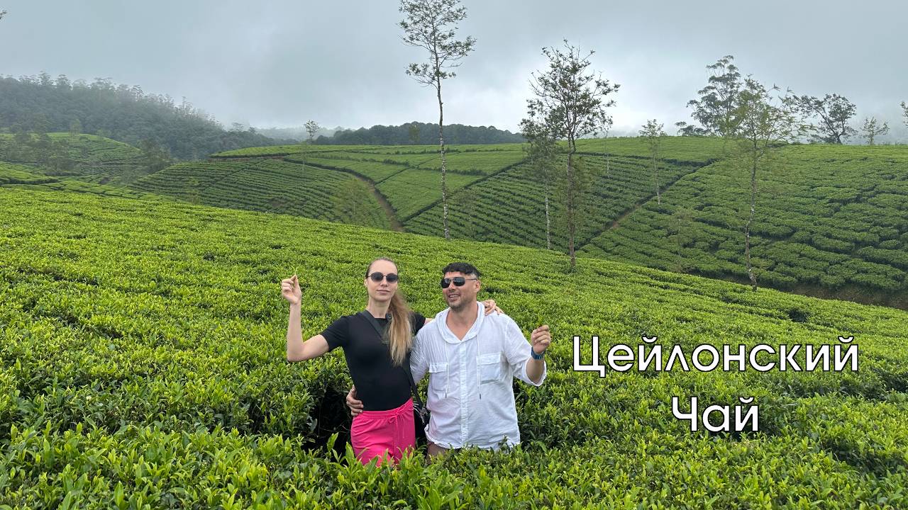 Шри-Ланка 2025: чай. цейлонский чай смотреть онлайн