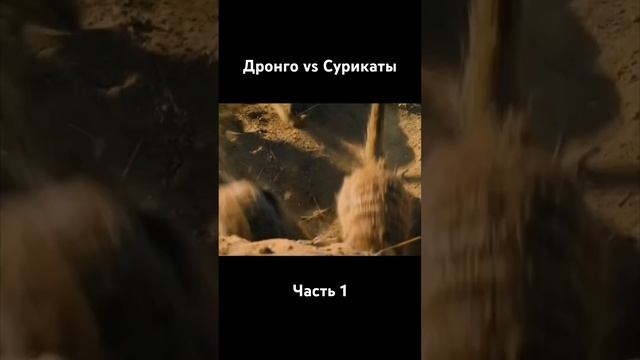 Коварный Дронго vs доверчивые Сурикаты. Часть 1 смотреть онлайн