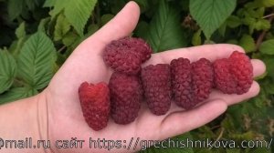 ПШЕХИБА самая крупная малина в летнем сегменте