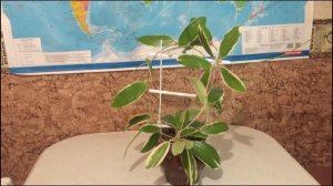 Hoya Acuta (Verticillata) Albomarginata bloom Хойя Акута Альба цвітіння