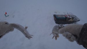 Щука на жерлицы одна за одной!!!! Сутрома 57 куст!!!