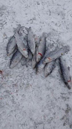 Раскаты ,закрыл сезон по Сигу