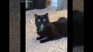 Видео со смешными питомцами