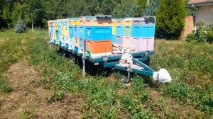❗️ЕДЕМ НА ПОДСОЛНУХ  И КАЧАЕМ ЛИПУ  #пчелы #пасека #bee #beekeeping #пчеловодство