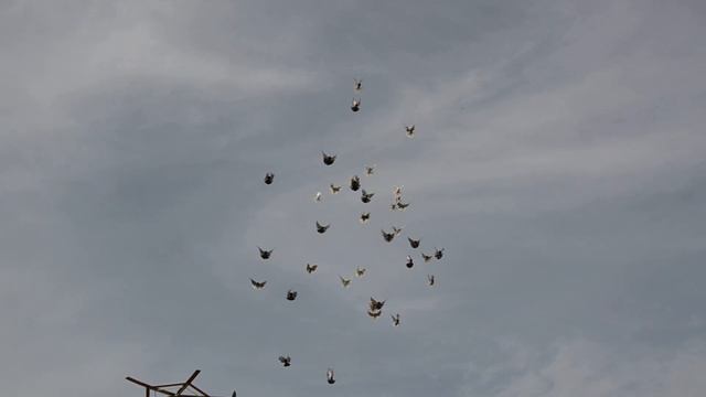 Торцовые голуби Регулярного В И апрель 2024 смотреть онлайн