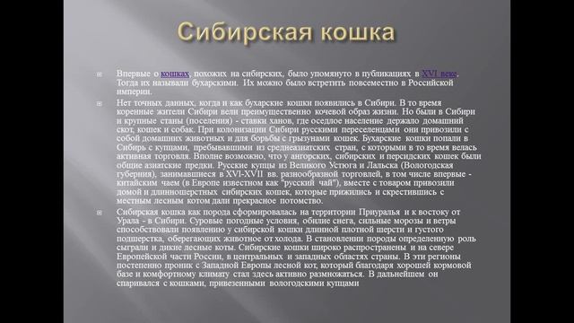 топ 3 кошачьих пород