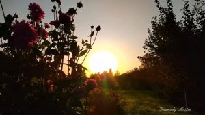 4K Пение птиц на закате - Singing birds at sunset