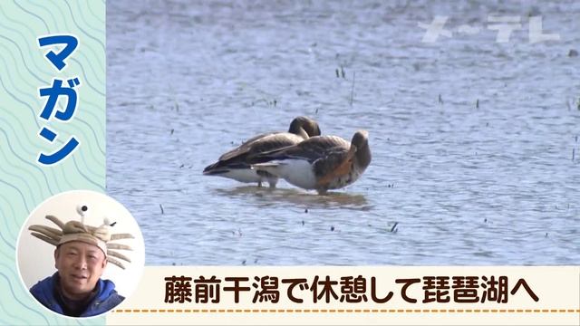 【藤前干潟の生き物たち】マガン（学名Anser albifrons）　うごく生き物ずかん смотреть онлайн