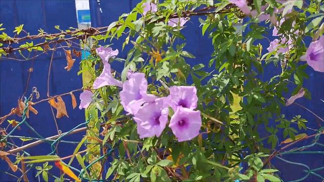 🕵️♀️🔎Unnoticed Wonder: Nature's adaptability on barbed wires 🔗💪 #ipomoeacairica #morningglory 79